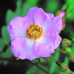 Rosa macrophylla