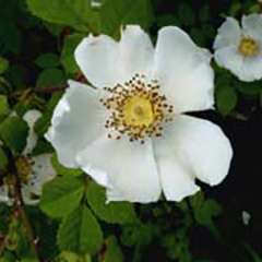 Rosa arvensis